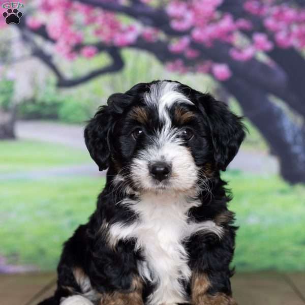 jazzy, Mini Bernedoodle Puppy